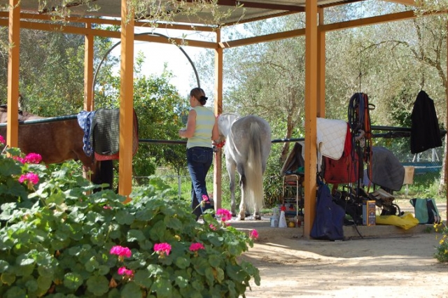 preparando al caballo